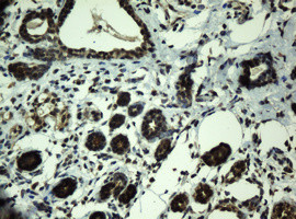 PRR11 Antibody in Immunohistochemistry (Paraffin) (IHC (P))