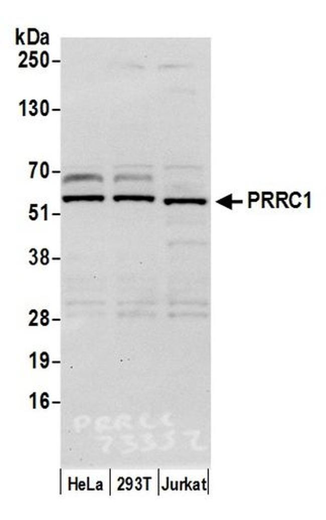PRRC1 Antibody in Western Blot (WB)
