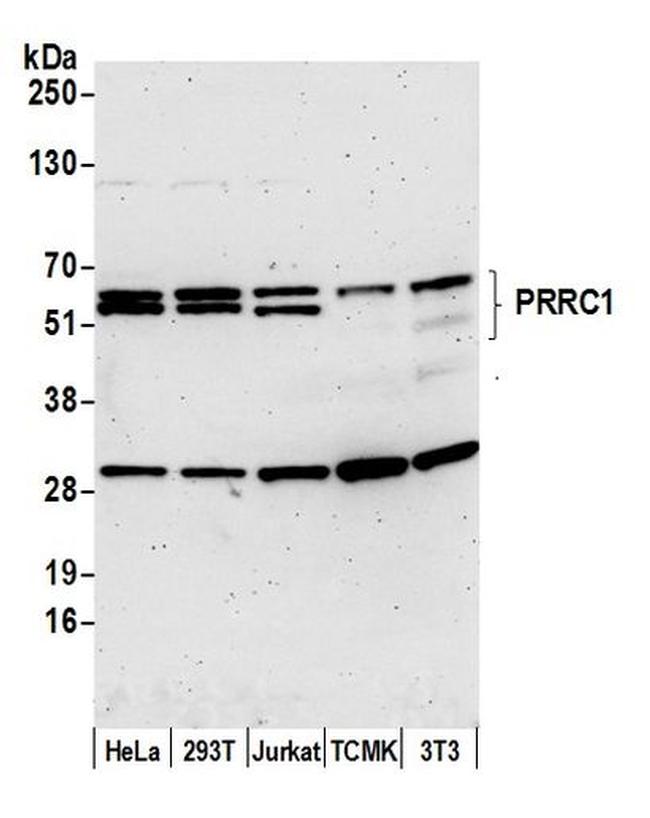 PRRC1 Antibody in Western Blot (WB)