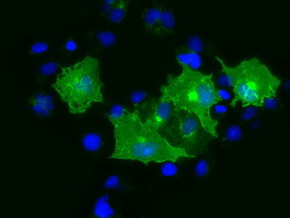 PRTG Antibody in Immunocytochemistry (ICC/IF)