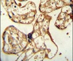 PSG9 Antibody in Immunohistochemistry (IHC)