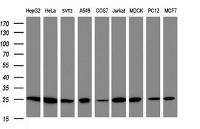 PSMA2 Antibody in Western Blot (WB)
