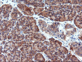 PSMA6 Antibody in Immunohistochemistry (Paraffin) (IHC (P))