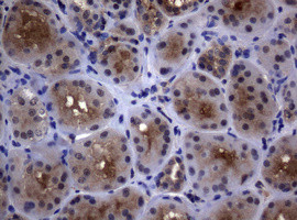 PSMA6 Antibody in Immunohistochemistry (Paraffin) (IHC (P))