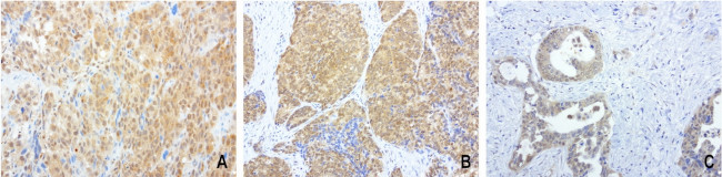 PSMA6 Antibody in Immunohistochemistry (Paraffin) (IHC (P))
