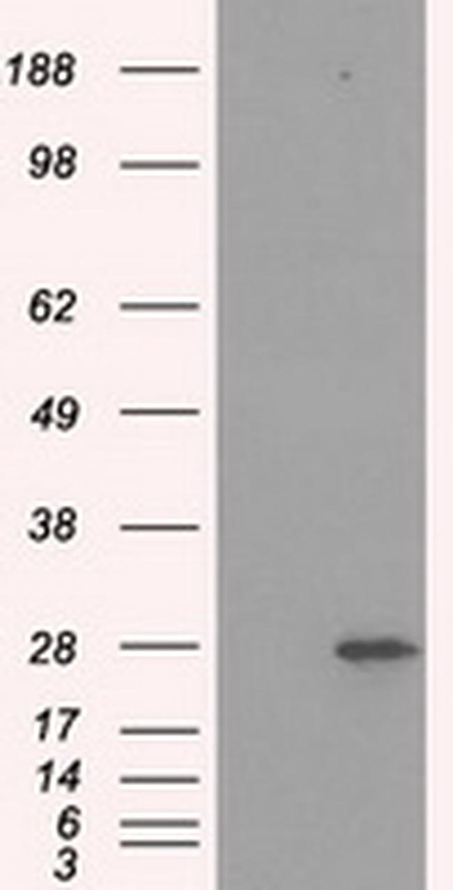 PSMA7 Antibody in Western Blot (WB)