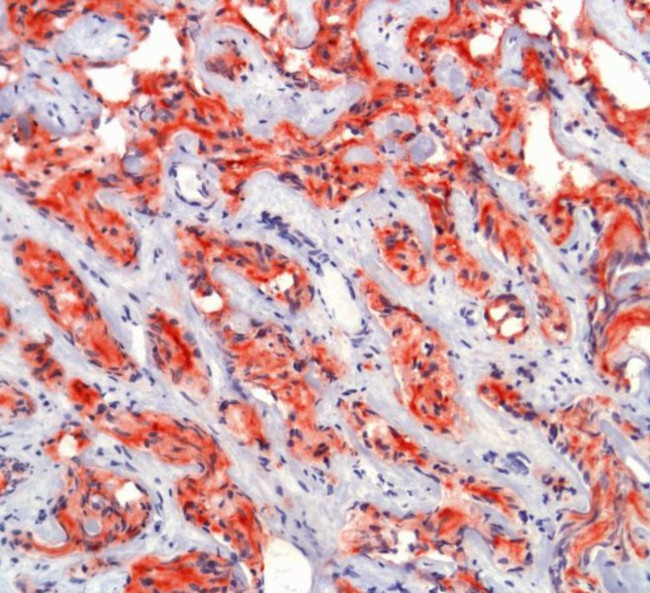 PSMA Antibody in Immunohistochemistry (Paraffin) (IHC (P))