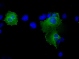 PSMC3 Antibody in Immunocytochemistry (ICC/IF)