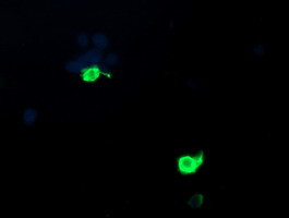 PSMF1 Antibody in Immunocytochemistry (ICC/IF)