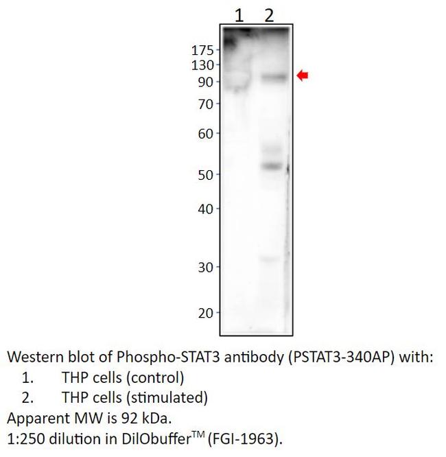 Phospho-STAT3 (Ser727) Antibody in Western Blot (WB)