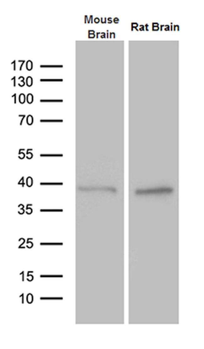 PTF1A Antibody in Western Blot (WB)