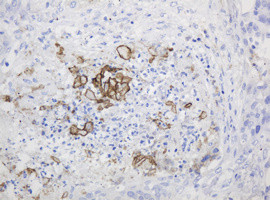 PTH Antibody in Immunohistochemistry (Paraffin) (IHC (P))