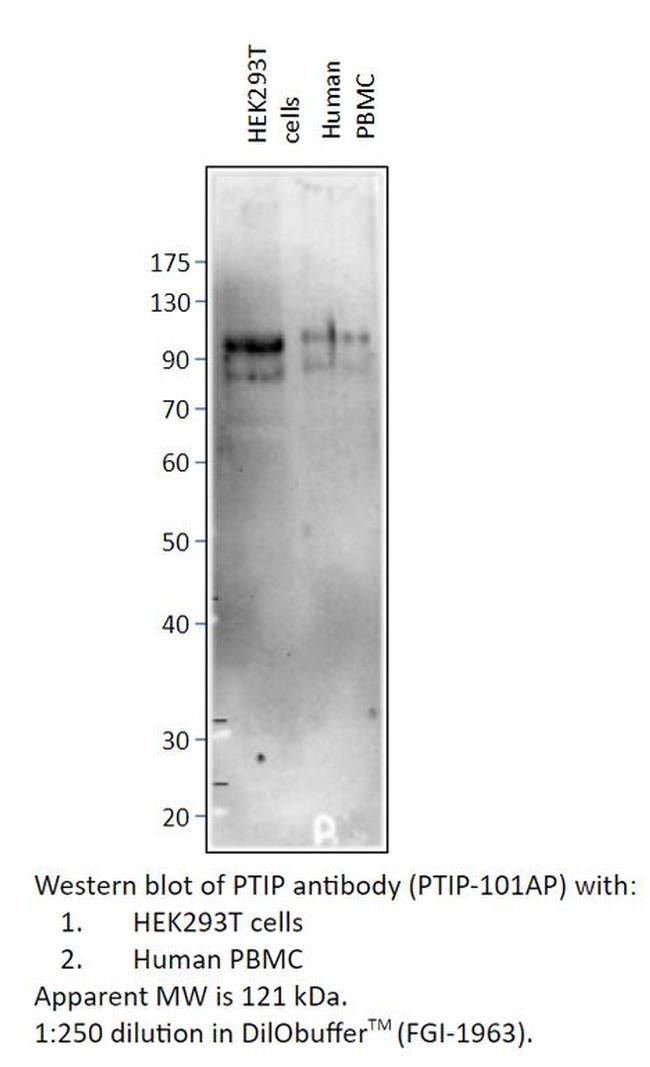 PTIP Antibody in Western Blot (WB)