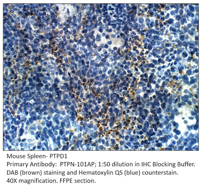 PTPD1 Antibody in Immunohistochemistry (IHC)