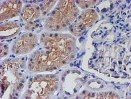 PTPN7 Antibody in Immunohistochemistry (Paraffin) (IHC (P))