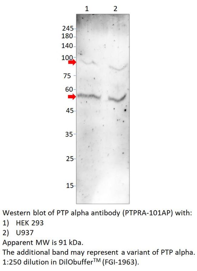 PTP alpha Antibody in Western Blot (WB)