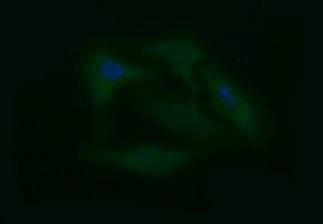 PTPRC Antibody in Immunocytochemistry (ICC/IF)