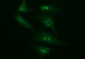 PTPRC Antibody in Immunocytochemistry (ICC/IF)