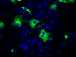 PTPRE Antibody in Immunocytochemistry (ICC/IF)