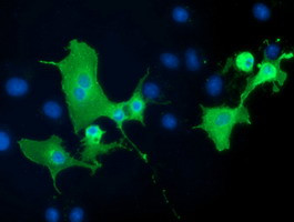 PTPRE Antibody in Immunocytochemistry (ICC/IF)