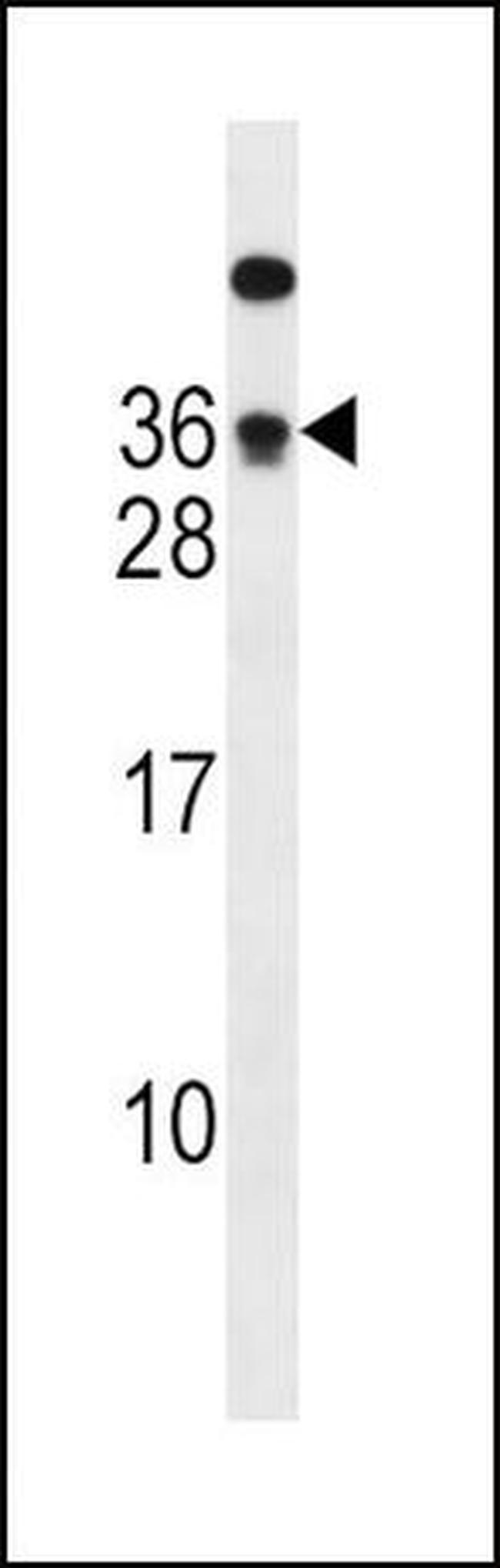 PTPRA Antibody in Western Blot (WB)