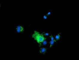 PYCR2 Antibody in Immunocytochemistry (ICC/IF)