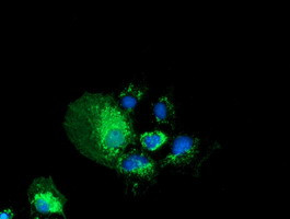 PYCR2 Antibody in Immunocytochemistry (ICC/IF)