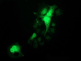 PYCRL Antibody in Immunocytochemistry (ICC/IF)