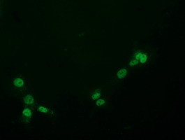 PYCRL Antibody in Immunocytochemistry (ICC/IF)