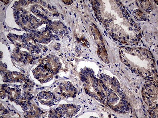 PYDC1 Antibody in Immunohistochemistry (Paraffin) (IHC (P))
