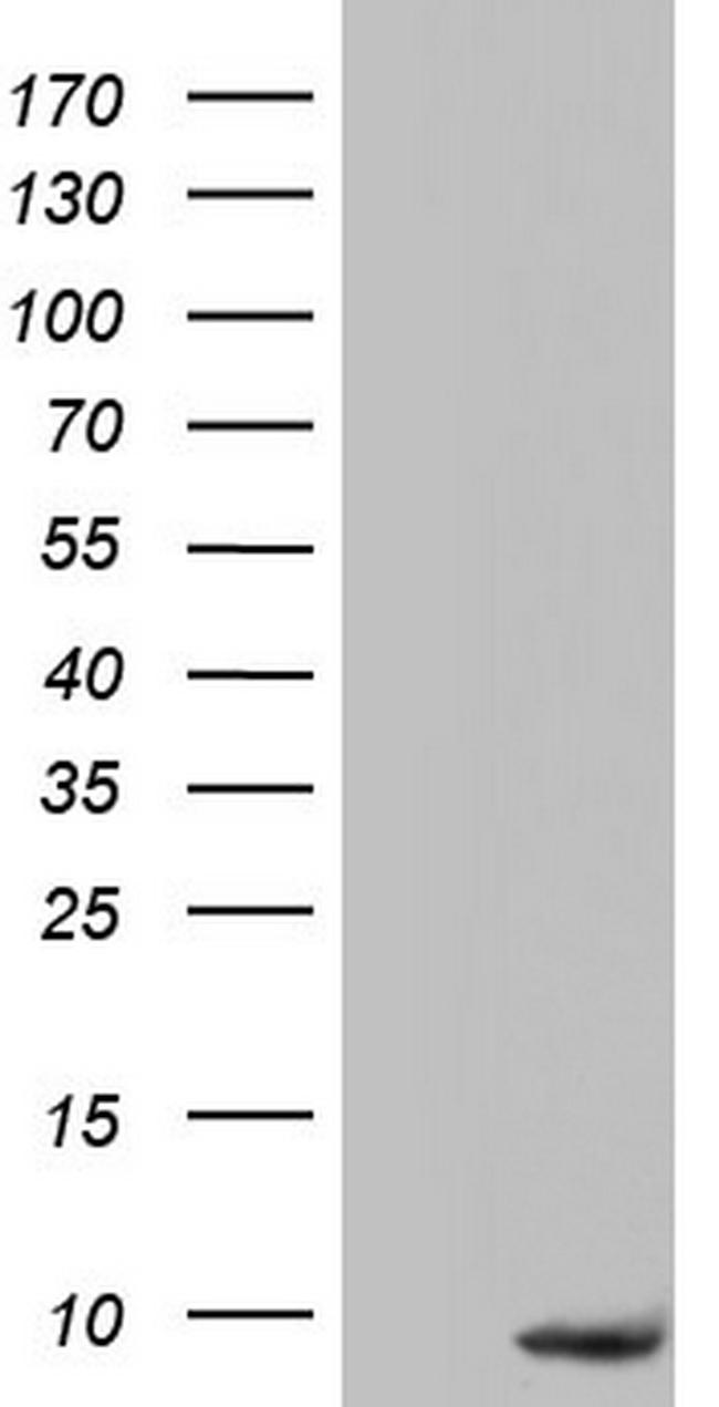 PYDC1 Antibody in Western Blot (WB)