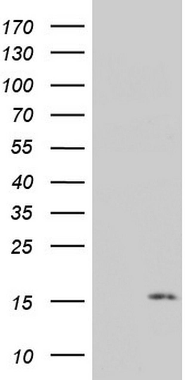PYDC1 Antibody in Western Blot (WB)