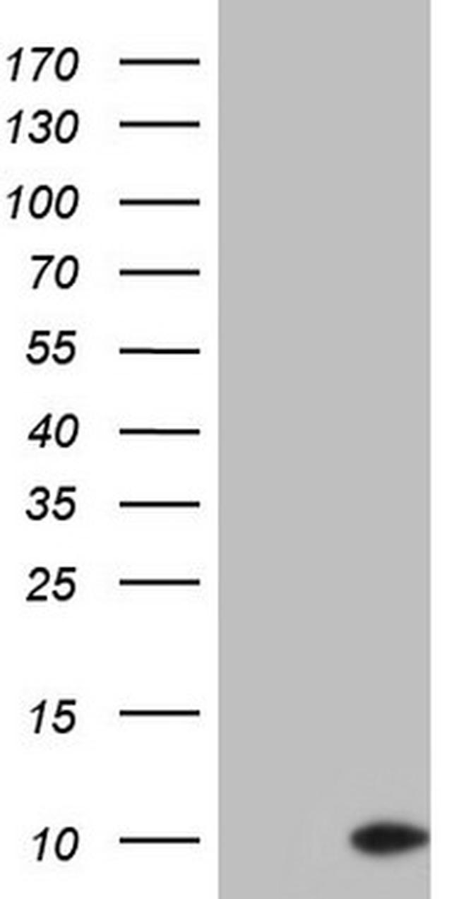 PYDC1 Antibody in Western Blot (WB)