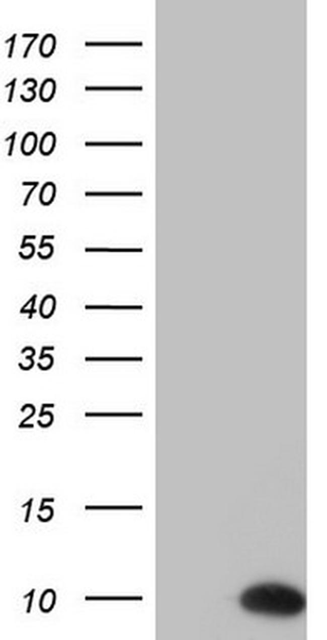 PYDC1 Antibody in Western Blot (WB)
