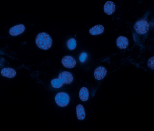 H3K27me3 Antibody in Immunocytochemistry (ICC/IF)