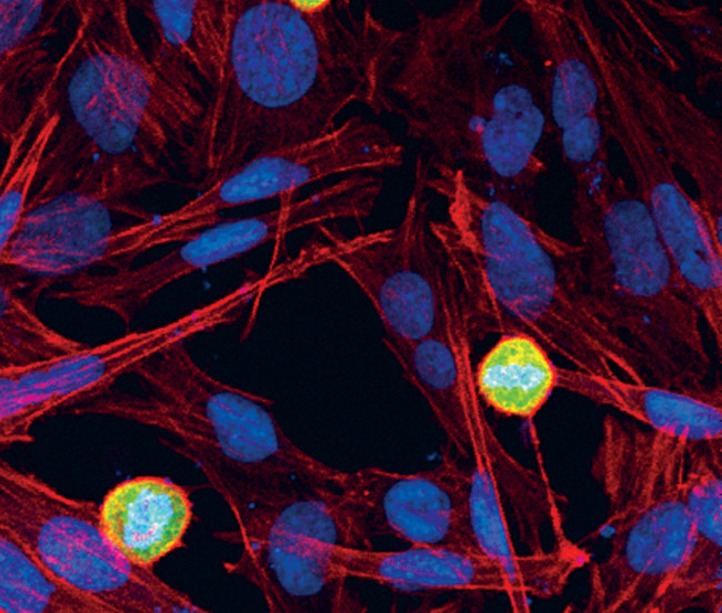 Phospho-MEK1 (Thr286) Antibody in Immunocytochemistry (ICC/IF)