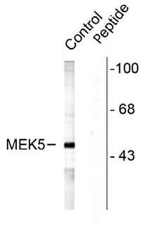 Phospho-MEK5 / MAP2K5 (Ser311, Thr315) Antibody in Western Blot (WB)