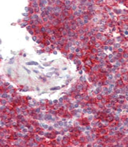 Phospho-p300 (Ser1834) Antibody in Immunohistochemistry (IHC)