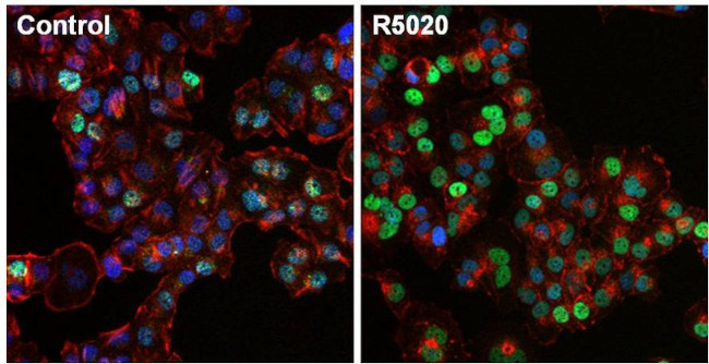 Phospho-Progesterone Receptor (Ser190) Antibody in Immunocytochemistry (ICC/IF)