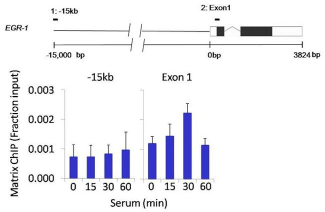 Phospho-RSK1 (Thr359, Ser363) Antibody in ChIP Assay (ChIP)