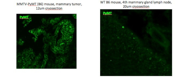 Polyoma Virus Medium T Antibody in Immunocytochemistry (ICC/IF)