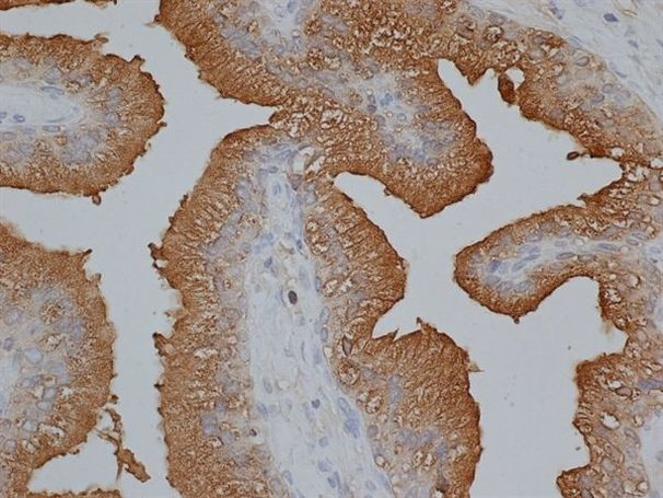 PSA Antibody in Immunohistochemistry (Paraffin) (IHC (P))