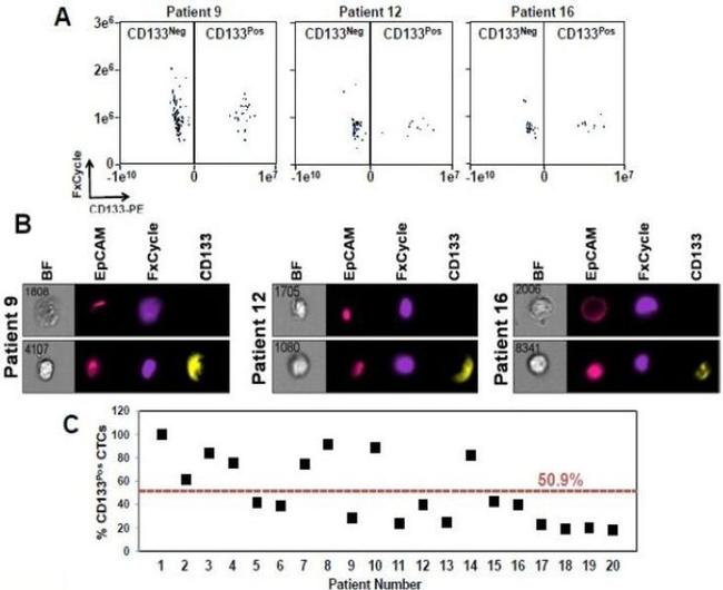 CD45 Antibody in Flow Cytometry (Flow)