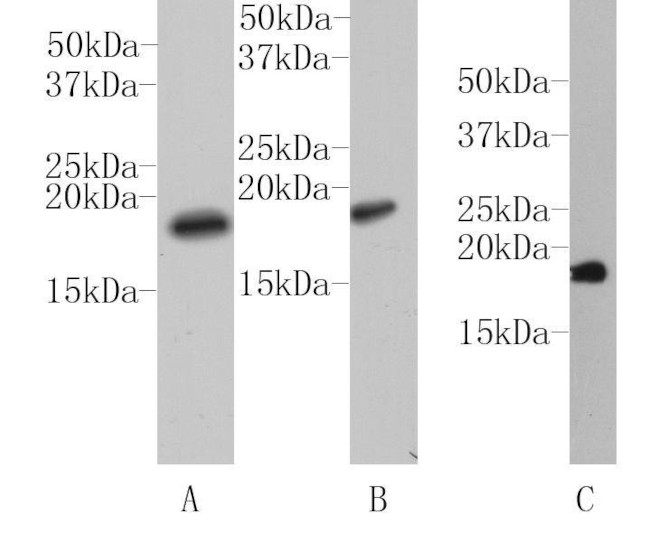 Histone H3 Antibody in Western Blot (WB)