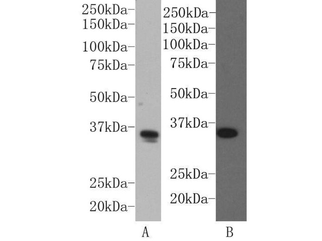 SOX2 Antibody in Western Blot (WB)