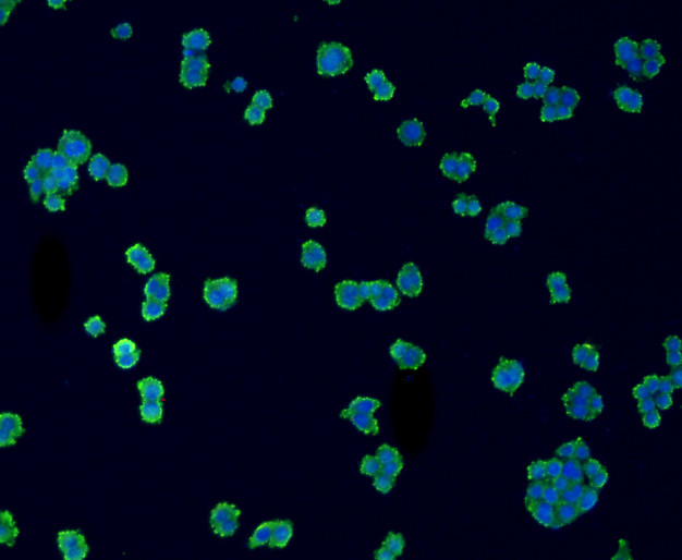 CD14 Antibody in Immunocytochemistry (ICC/IF)