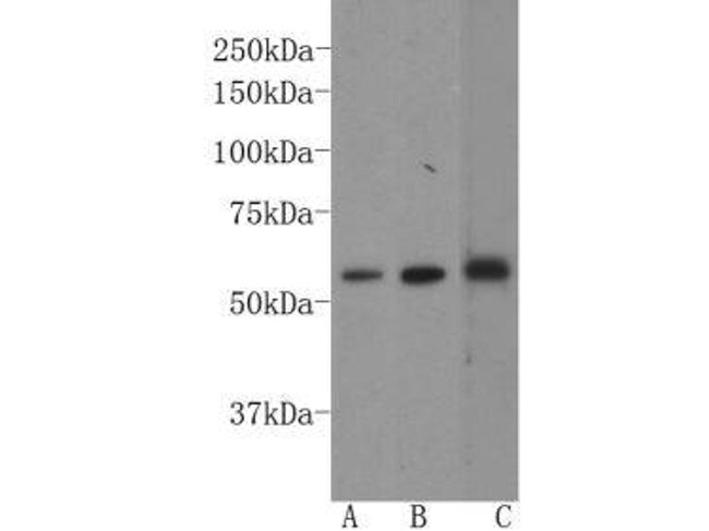 GATA4 Antibody in Western Blot (WB)