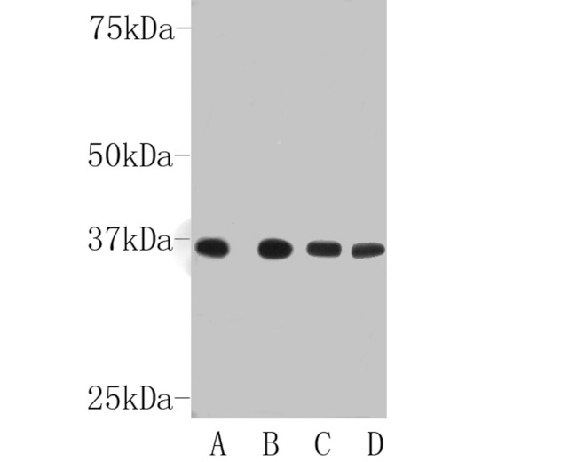 GAPDH Antibody in Western Blot (WB)