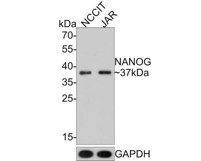 NANOG Antibody in Western Blot (WB)