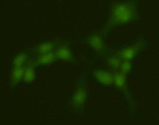 PRMT5 Antibody in Immunocytochemistry (ICC/IF)